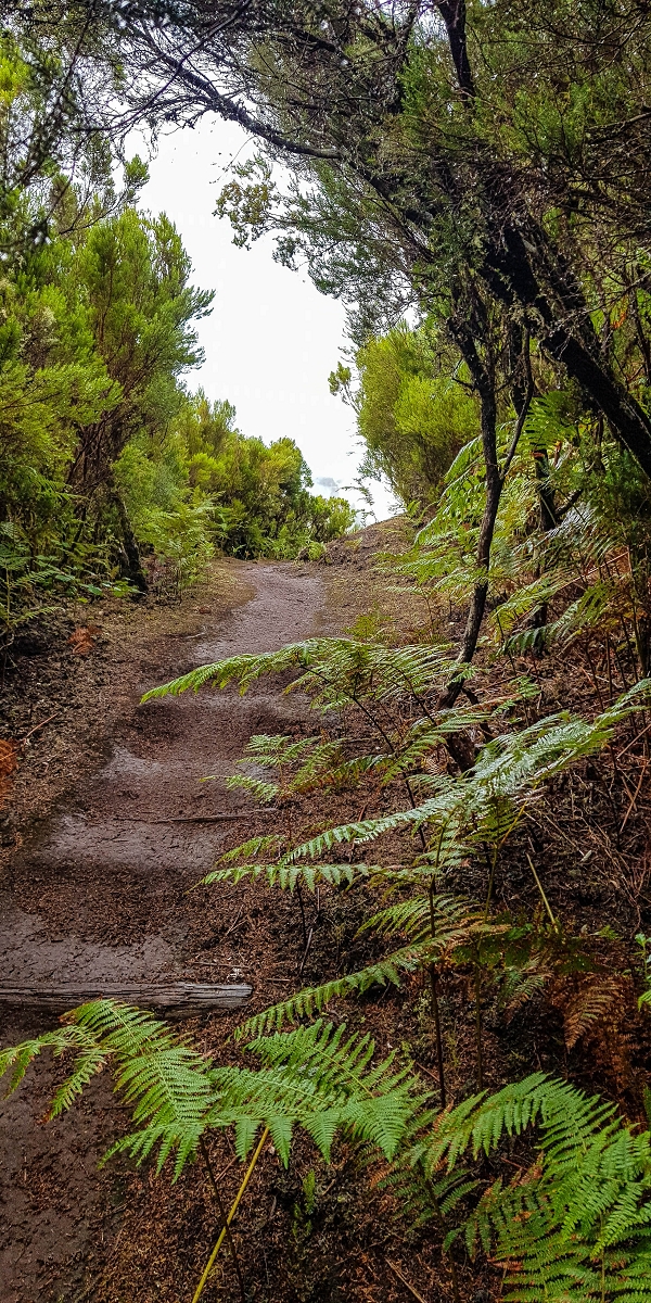 11 de agosto de 2021 Palha Carga e mais uma vez a Levada da Rocha Vermelha — Descida pela Palha Carga até à Ribeira dos Cedros — foto 2