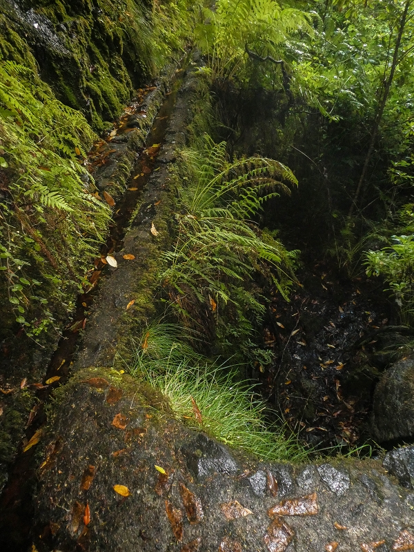 Levada Vinte e Cinco Fontes — O Poco acima da Madre — foto 3