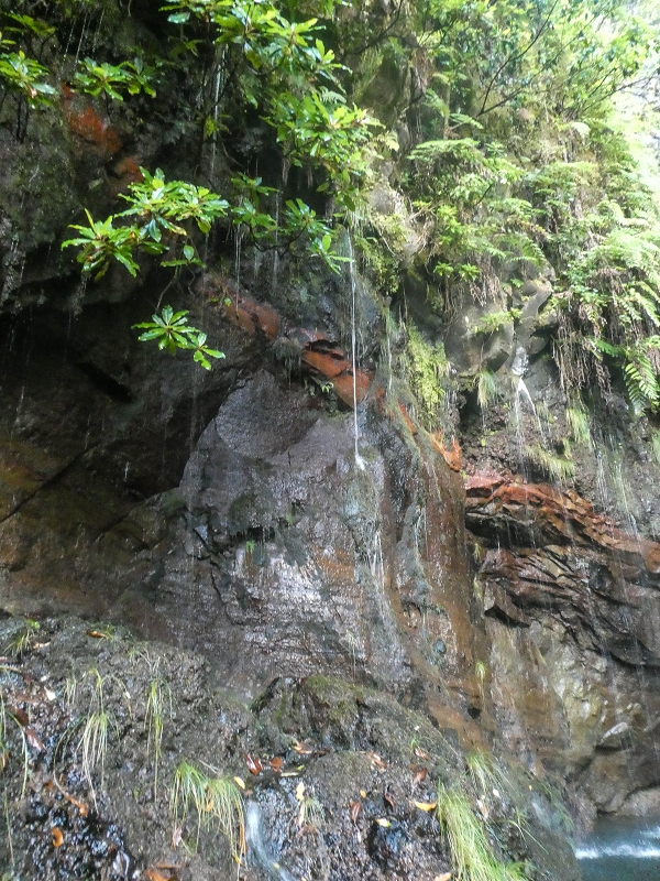 11 de agosto de 2021 Palha Carga e mais uma vez a Levada da Rocha Vermelha — Seguindo até às 25 fontes — foto 9