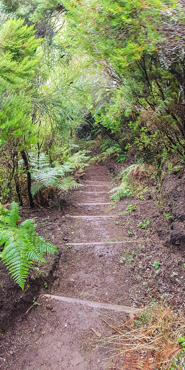 11 de agosto de 2021 Palha Carga e mais uma vez a Levada da Rocha Vermelha — Descida pela Palha Carga até à Ribeira dos Cedros — foto 4