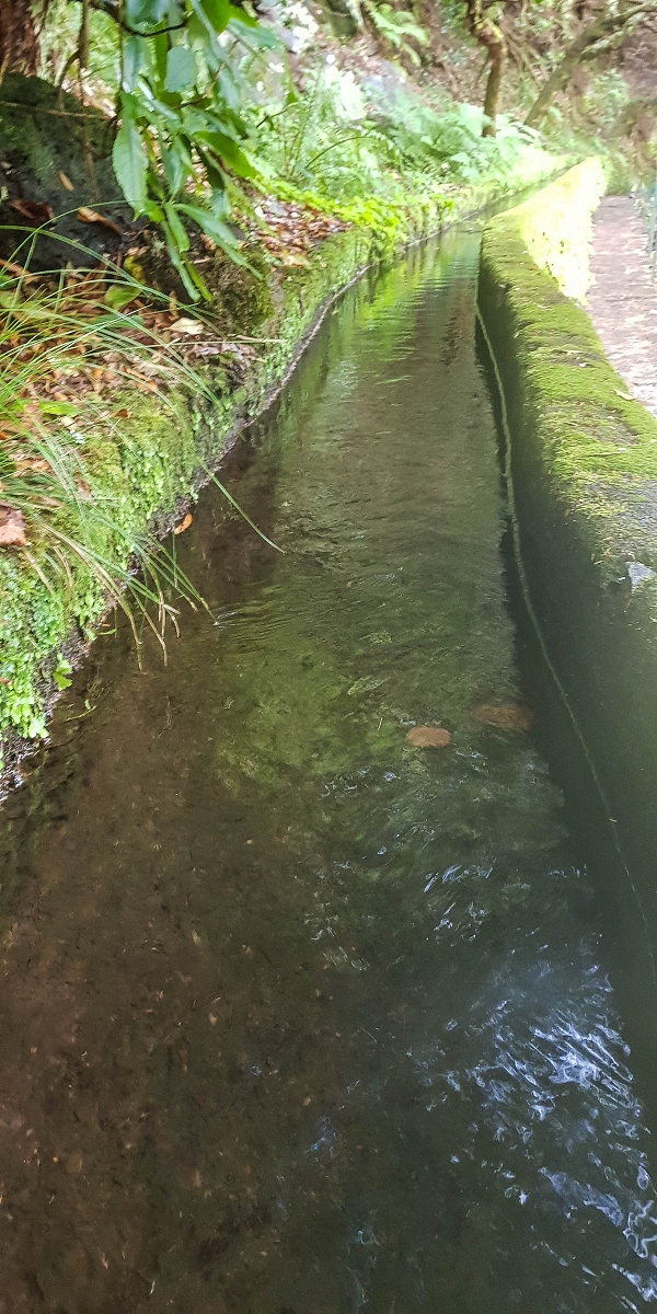 11 de agosto de 2021 Palha Carga e mais uma vez a Levada da Rocha Vermelha — Descida até à Levada da Rocha Vermelha — foto 2