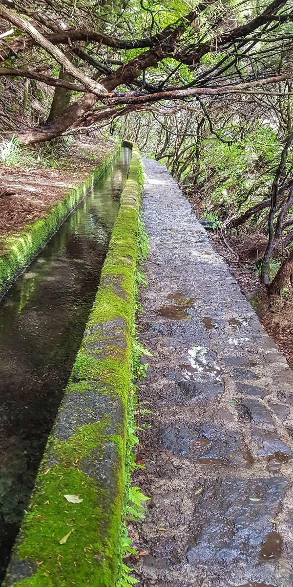 11 de agosto de 2021 Palha Carga e mais uma vez a Levada da Rocha Vermelha — Descida até à Levada da Rocha Vermelha — foto 3