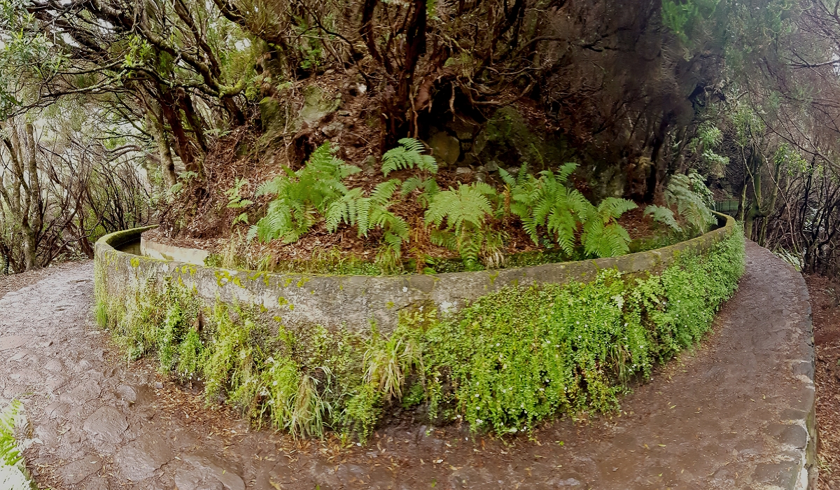 11 de agosto de 2021 Palha Carga e mais uma vez a Levada da Rocha Vermelha — Descida até à Levada da Rocha Vermelha — foto 5