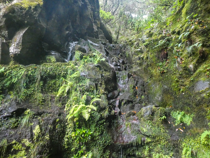 11 de agosto de 2021 Palha Carga e mais uma vez a Levada da Rocha Vermelha — Captação na Ribeira de Agua Negra — foto 3