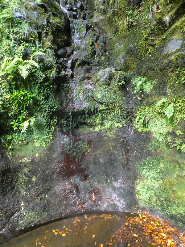 11 de agosto de 2021 Palha Carga e mais uma vez a Levada da Rocha Vermelha — Captação na Ribeira de Agua Negra — foto 4