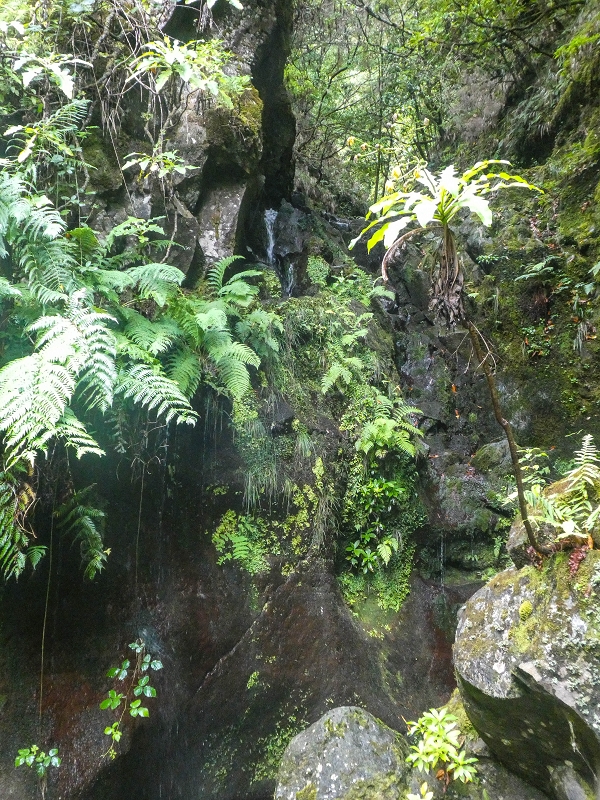 11 de agosto de 2021 Palha Carga e mais uma vez a Levada da Rocha Vermelha — Captação na Ribeira de Agua Negra — foto 5