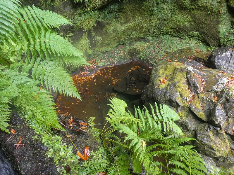 11 de agosto de 2021 Palha Carga e mais uma vez a Levada da Rocha Vermelha — Captação na Ribeira de Agua Negra — foto 7