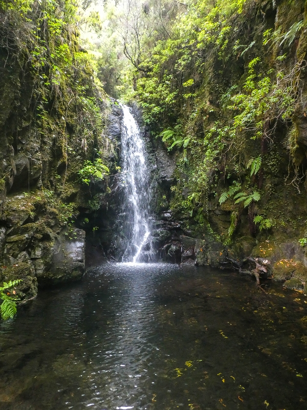 11 de agosto de 2021 Palha Carga e mais uma vez a Levada da Rocha Vermelha — Captação na Ribeira dos Cedros — foto 3