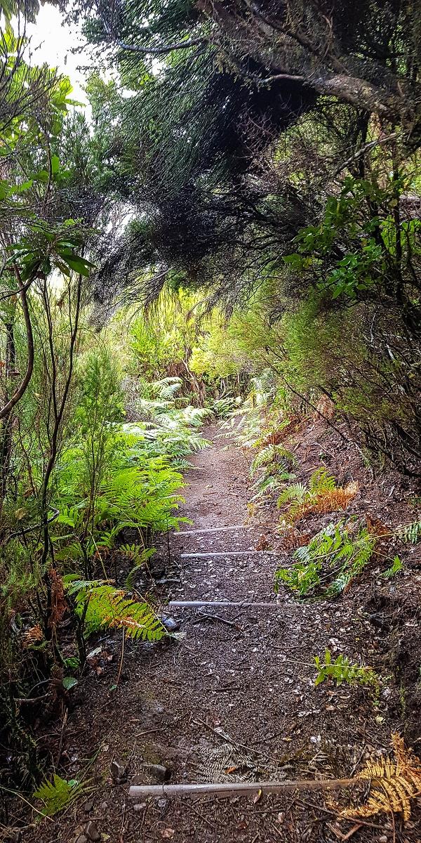 11 de agosto de 2021 Palha Carga e mais uma vez a Levada da Rocha Vermelha — Descida pela Palha Carga até à Ribeira dos Cedros — foto 6