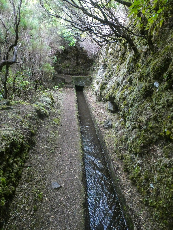 11 de agosto de 2021 Palha Carga e mais uma vez a Levada da Rocha Vermelha — Na Levada da Rocha Vermelha até Adeneiro — foto 2