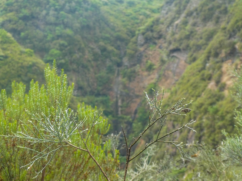11 de agosto de 2021 Palha Carga e mais uma vez a Levada da Rocha Vermelha — Na Levada da Rocha Vermelha até Adeneiro — foto 5