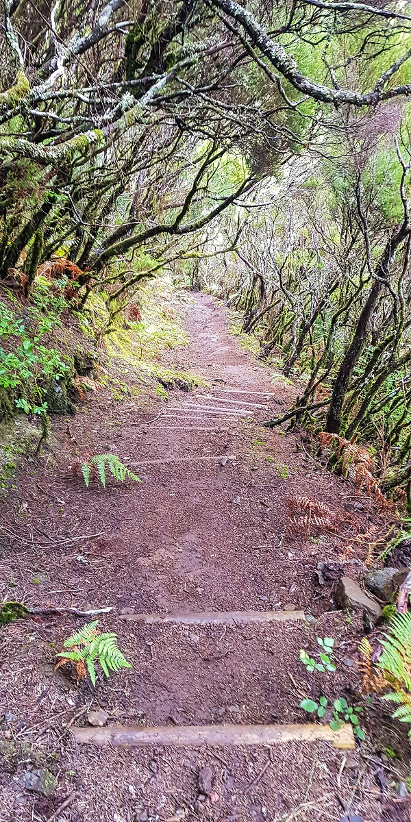 11 de agosto de 2021 Palha Carga e mais uma vez a Levada da Rocha Vermelha — Descida pela Palha Carga até à Ribeira dos Cedros — foto 7