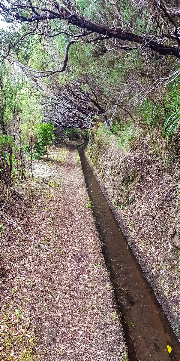 11 de agosto de 2021 Palha Carga e mais uma vez a Levada da Rocha Vermelha — Na Levada da Rocha Vermelha até Adeneiro — foto 13