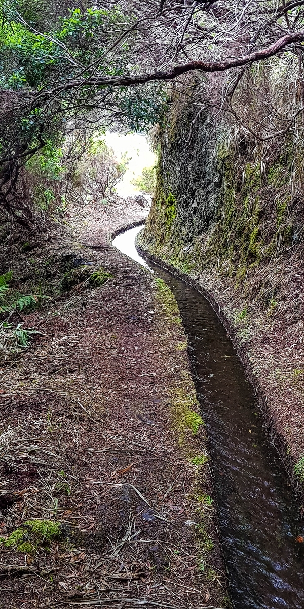 11 de agosto de 2021 Palha Carga e mais uma vez a Levada da Rocha Vermelha — Na Levada da Rocha Vermelha até Adeneiro — foto 14