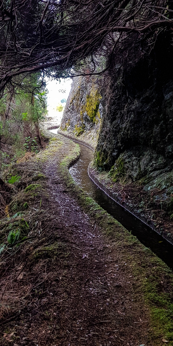 11 de agosto de 2021 Palha Carga e mais uma vez a Levada da Rocha Vermelha — Na Levada da Rocha Vermelha até Adeneiro — foto 15