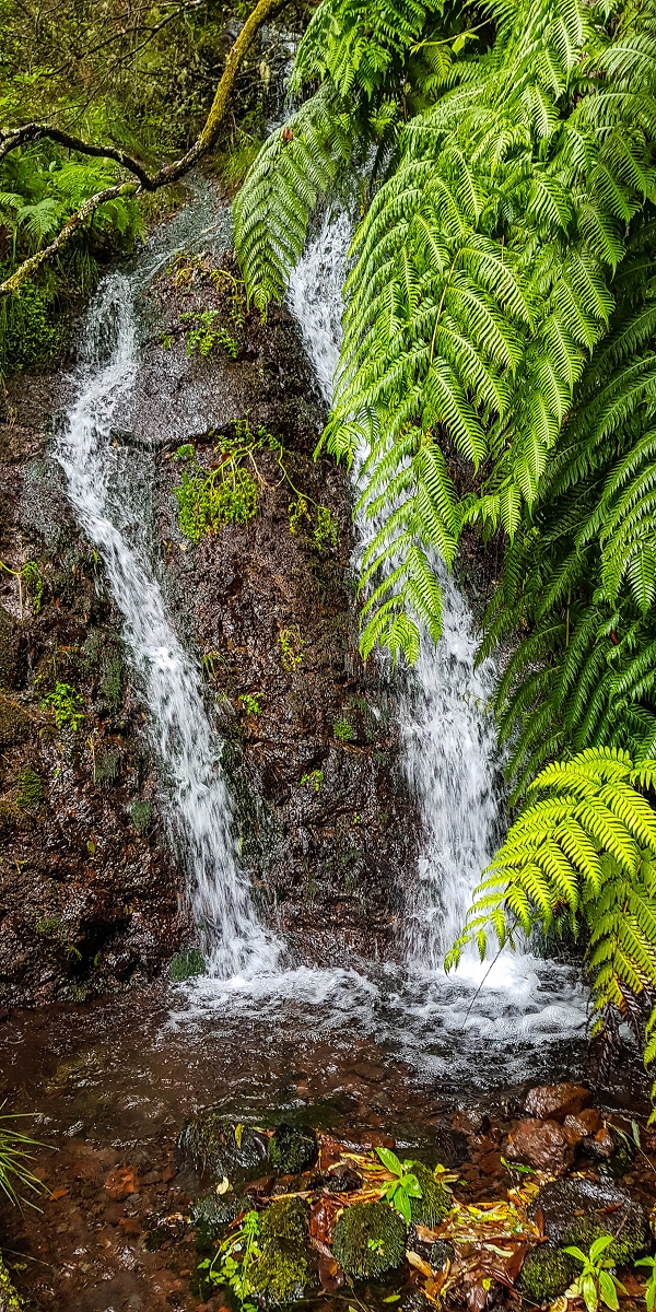 11 de agosto de 2021 Palha Carga e mais uma vez a Levada da Rocha Vermelha — Na Levada da Rocha Vermelha até Adeneiro — foto 17