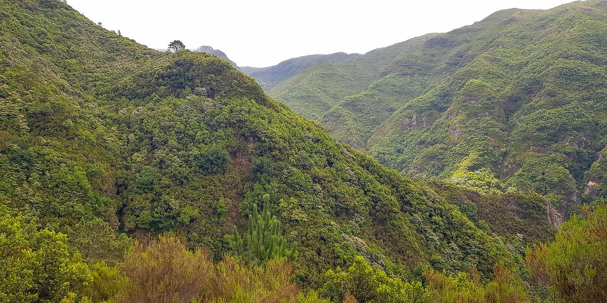 11 de agosto de 2021 Palha Carga e mais uma vez a Levada da Rocha Vermelha — Na Levada da Rocha Vermelha até ao Stairway to Heaven — foto 1