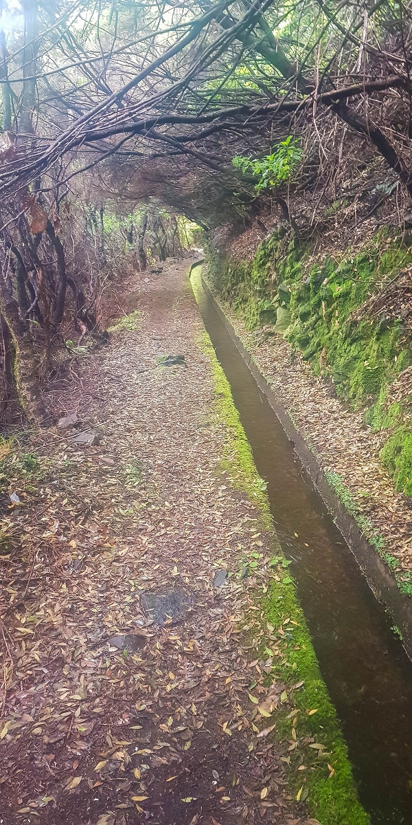 11 de agosto de 2021 Palha Carga e mais uma vez a Levada da Rocha Vermelha — Na Levada da Rocha Vermelha até ao Stairway to Heaven — foto 2