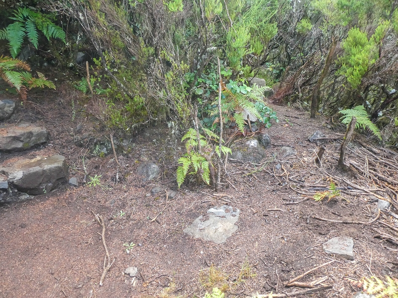 11 de agosto de 2021 Palha Carga e mais uma vez a Levada da Rocha Vermelha — Descida pela Palha Carga até à Ribeira dos Cedros — foto 8