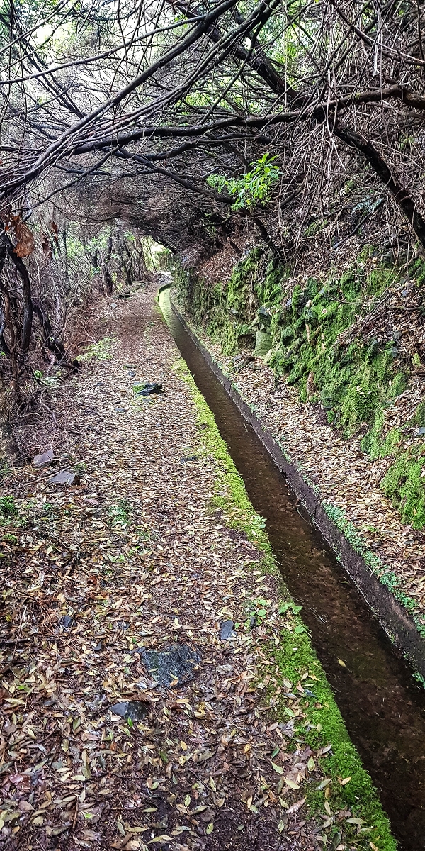 11 de agosto de 2021 Palha Carga e mais uma vez a Levada da Rocha Vermelha — Na Levada da Rocha Vermelha até ao Stairway to Heaven — foto 3