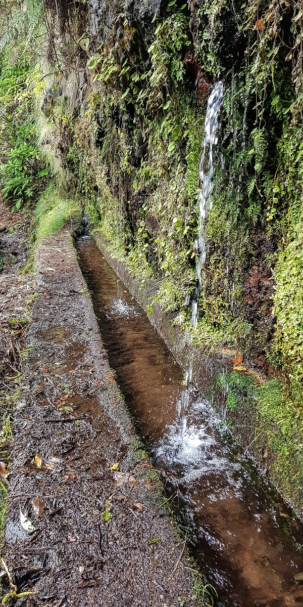 11 de agosto de 2021 Palha Carga e mais uma vez a Levada da Rocha Vermelha — Na Levada da Rocha Vermelha até ao Stairway to Heaven — foto 4