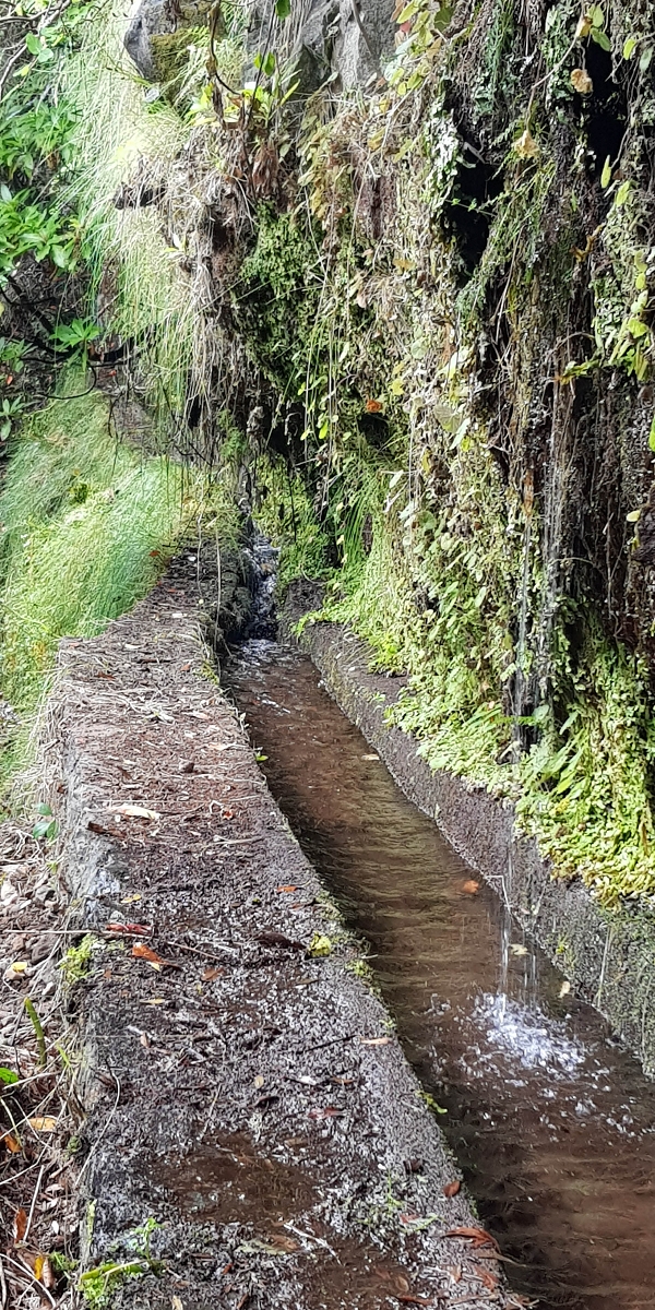 11 de agosto de 2021 Palha Carga e mais uma vez a Levada da Rocha Vermelha — Na Levada da Rocha Vermelha até ao Stairway to Heaven — foto 10