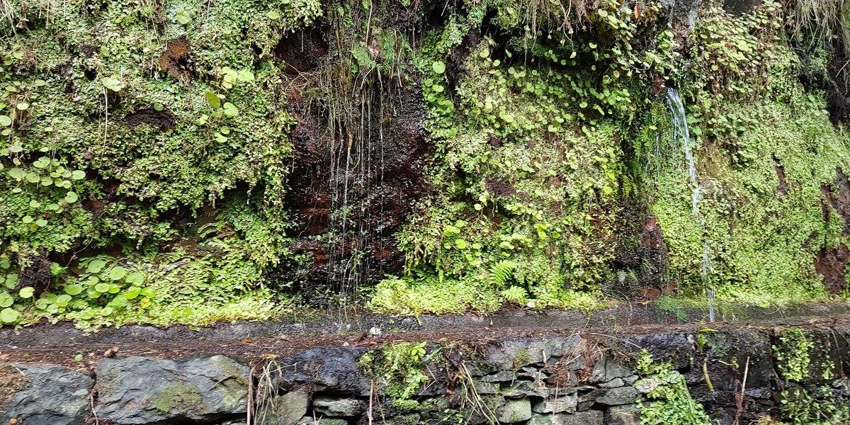 11 de agosto de 2021 Palha Carga e mais uma vez a Levada da Rocha Vermelha — Na Levada da Rocha Vermelha até ao Stairway to Heaven — foto 5