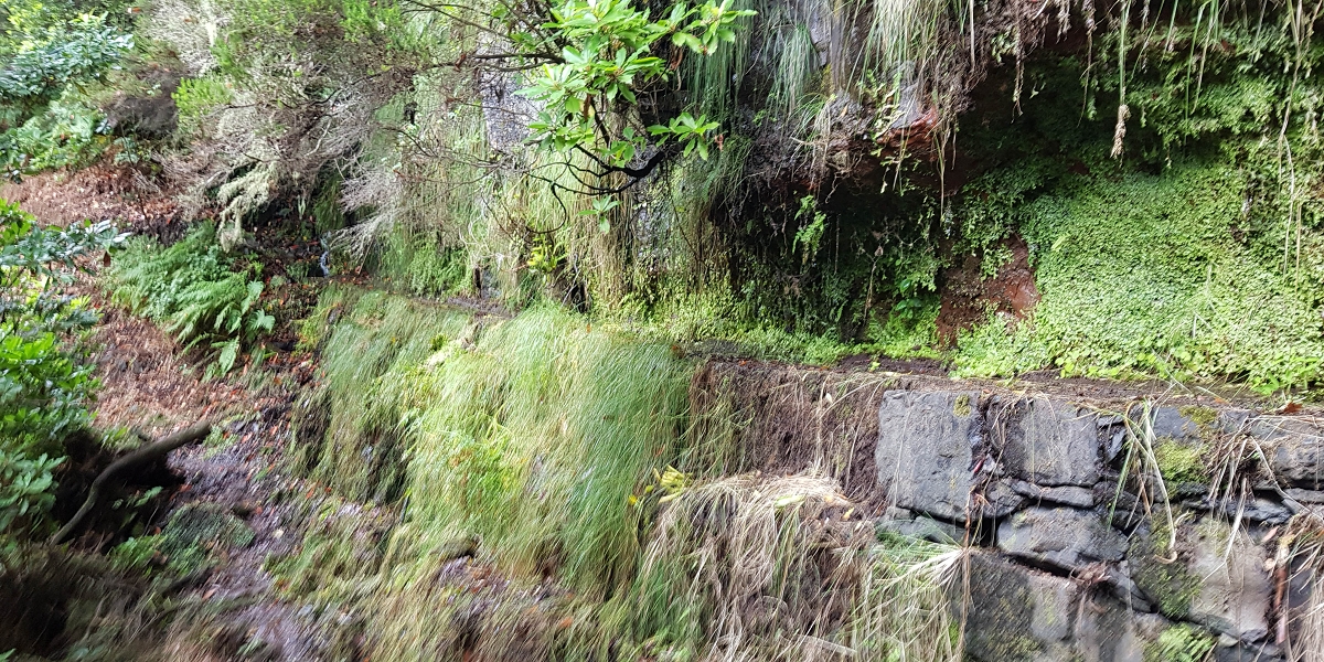 11 de agosto de 2021 Palha Carga e mais uma vez a Levada da Rocha Vermelha — Na Levada da Rocha Vermelha até ao Stairway to Heaven — foto 6