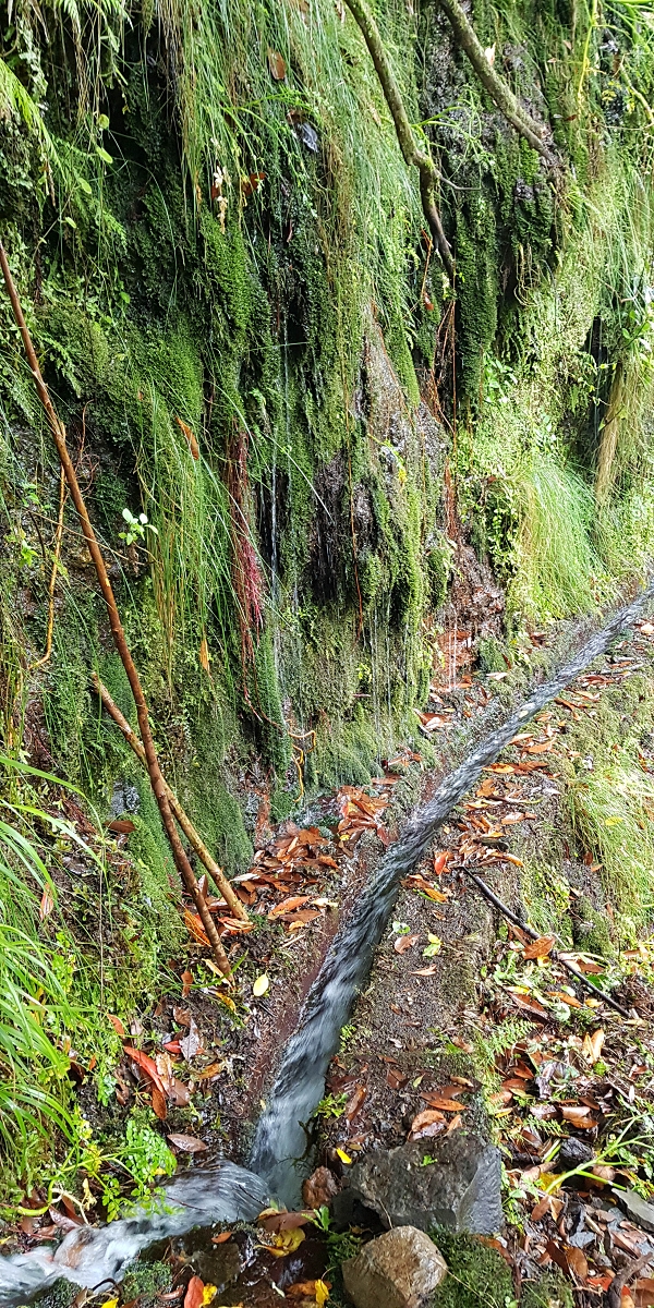 11 de agosto de 2021 Palha Carga e mais uma vez a Levada da Rocha Vermelha — Na Levada da Rocha Vermelha até ao Stairway to Heaven — foto 7