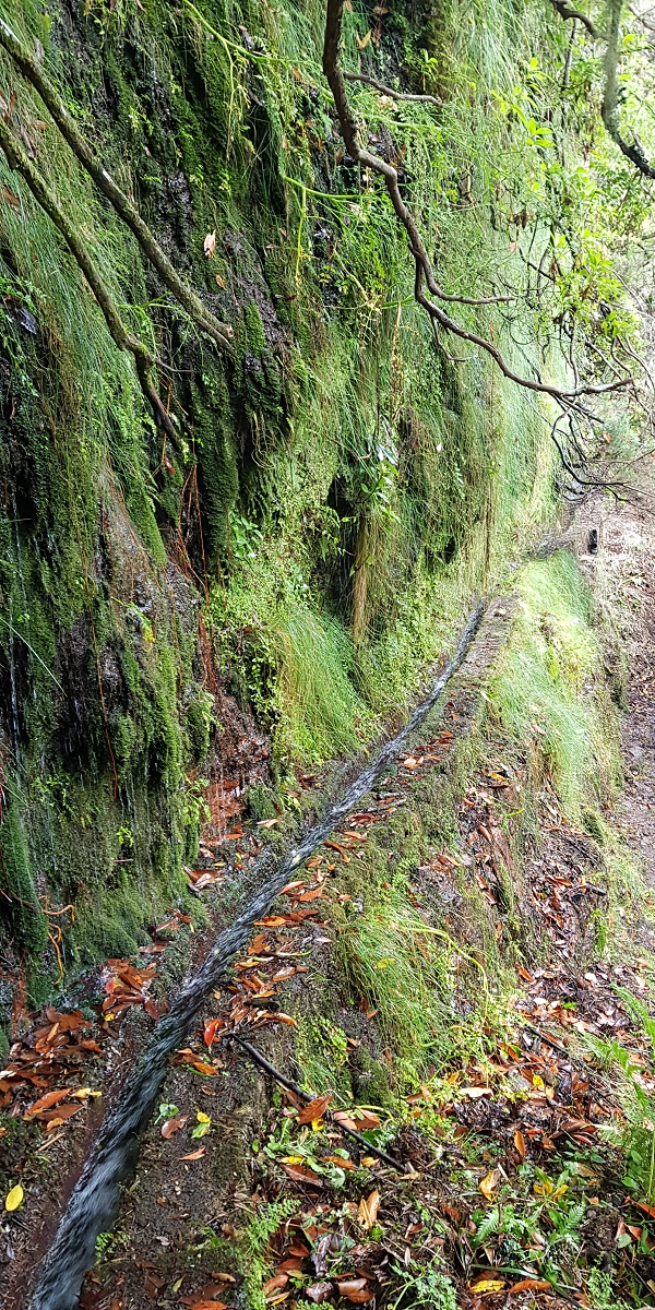 11 de agosto de 2021 Palha Carga e mais uma vez a Levada da Rocha Vermelha — Na Levada da Rocha Vermelha até ao Stairway to Heaven — foto 8
