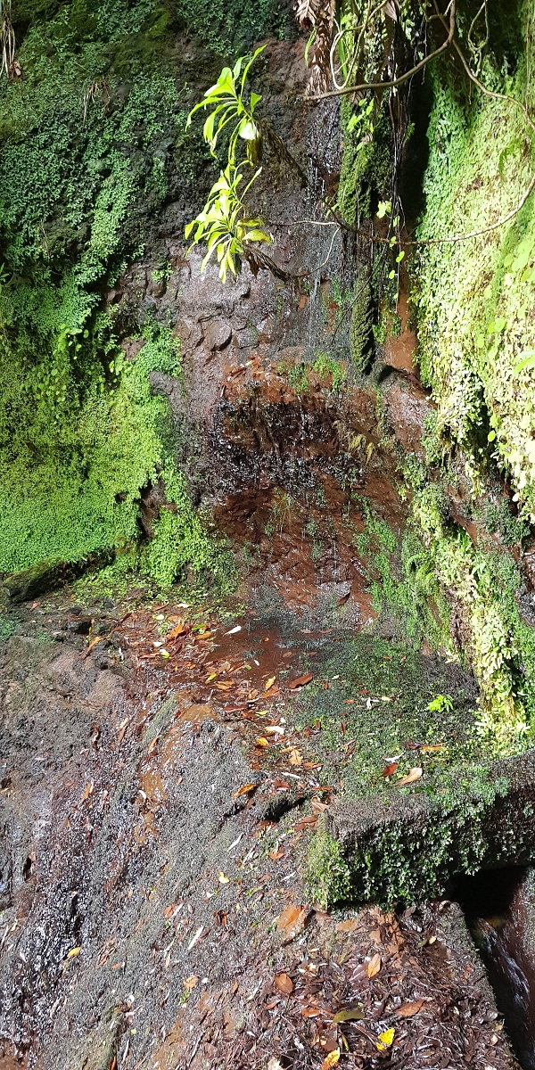 11 de agosto de 2021 Palha Carga e mais uma vez a Levada da Rocha Vermelha — Na Levada da Rocha Vermelha até ao Stairway to Heaven — foto 9