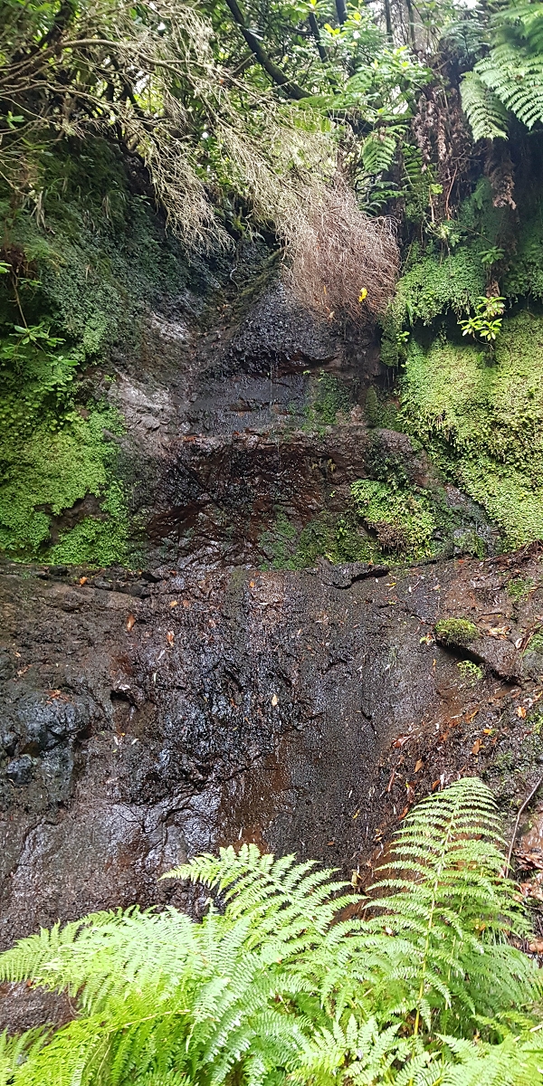 11 de agosto de 2021 Palha Carga e mais uma vez a Levada da Rocha Vermelha — Na Levada da Rocha Vermelha até ao Stairway to Heaven — foto 11