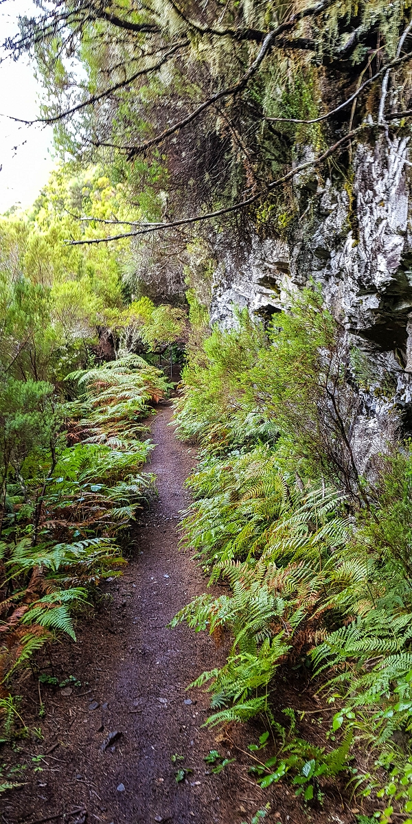 11 de agosto de 2021 Palha Carga e mais uma vez a Levada da Rocha Vermelha — Descida pela Palha Carga até à Ribeira dos Cedros — foto 9
