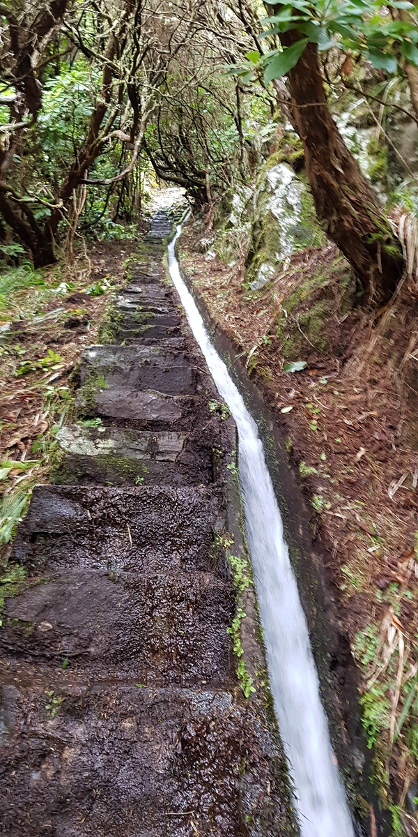 11 de agosto de 2021 Palha Carga e mais uma vez a Levada da Rocha Vermelha — Stairway to Heaven — foto 2