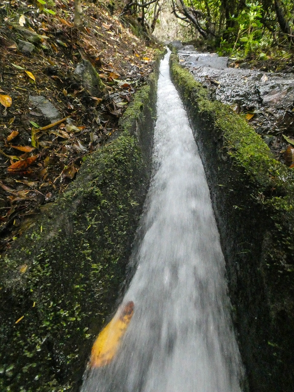 11 de agosto de 2021 Palha Carga e mais uma vez a Levada da Rocha Vermelha — Stairway to Heaven — foto 3