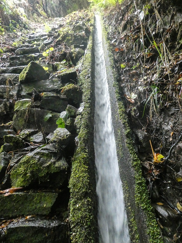 11 de agosto de 2021 Palha Carga e mais uma vez a Levada da Rocha Vermelha — Stairway to Heaven — foto 4