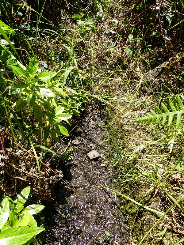 Levada dos Louros — Final section before the path junction, occasional inflow of water — photo 1