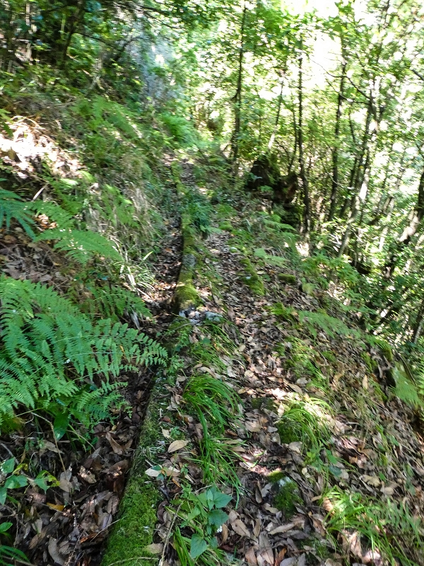 Levada dos Louros — Passage through the forest — photo 1