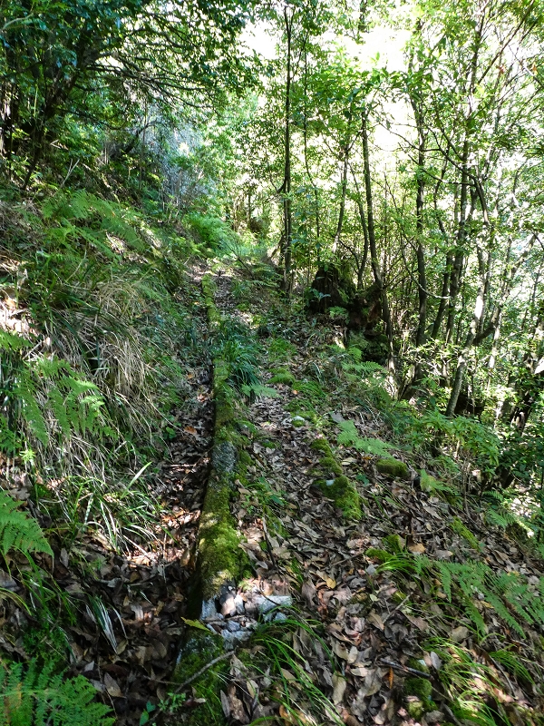 Levada dos Louros — Passage through the forest — photo 2