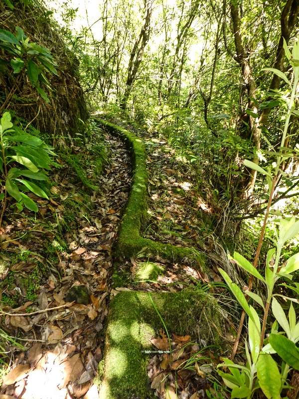 Levada dos Louros — Passage through the forest — photo 3