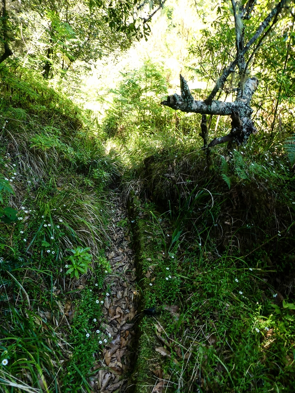 Levada dos Louros — Passage through the forest — photo 4