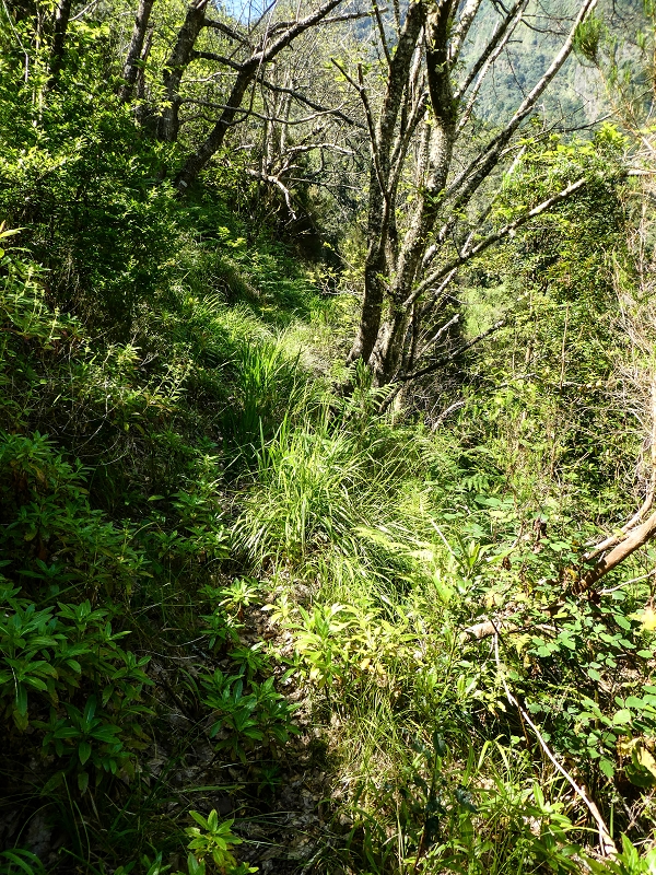 12 May 2019 Madeira forum walk and exploring the Levada dos Louros — On the overgrown Levada dos Louros to the Madre — photo 2