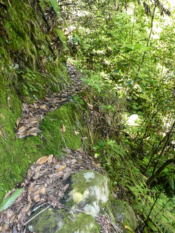12 May 2019 Madeira forum walk and exploring the Levada dos Louros — Ascent to the Levada dos Tornos — photo 2