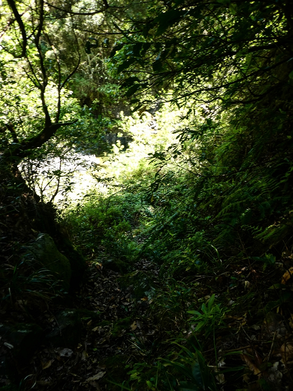 12 May 2019 Madeira forum walk and exploring the Levada dos Louros — Ascent to the Levada dos Tornos — photo 3