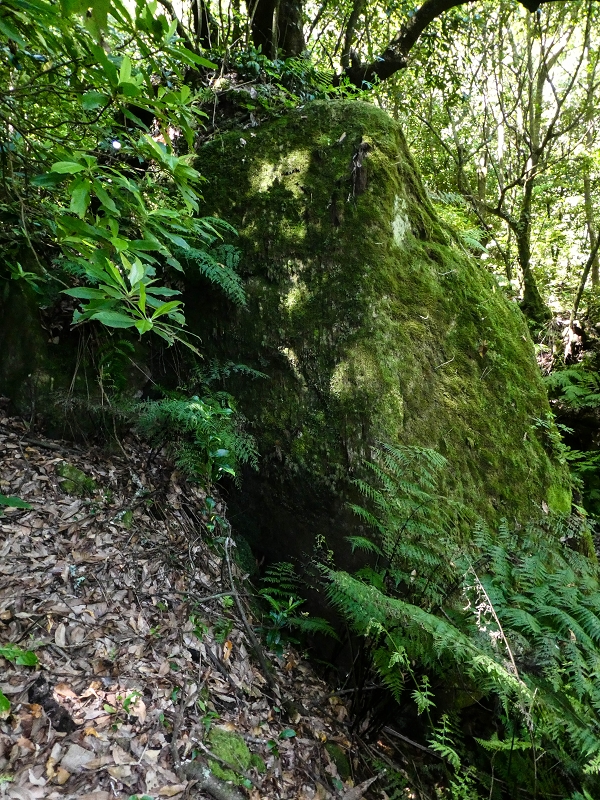 12 May 2019 Madeira forum walk and exploring the Levada dos Louros — Ascent to the Levada dos Tornos — photo 4