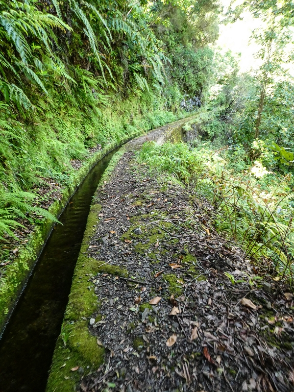 12 May 2019 Madeira forum walk and exploring the Levada dos Louros — On the Levada dos Tornos — photo 3