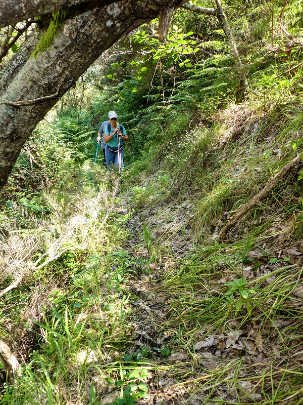 Levada dos Louros — Overgrown section — photo 1