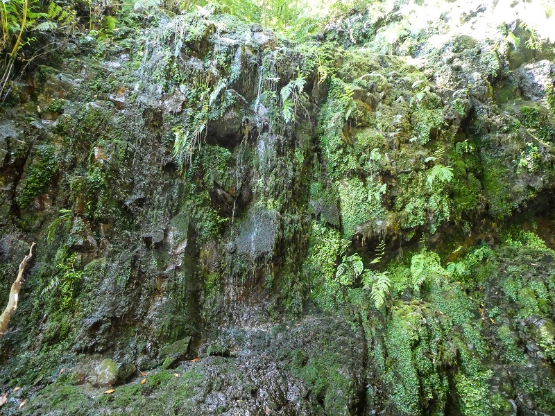 12 May 2019 Madeira forum walk and exploring the Levada dos Louros — On the Levada dos Tornos — photo 8