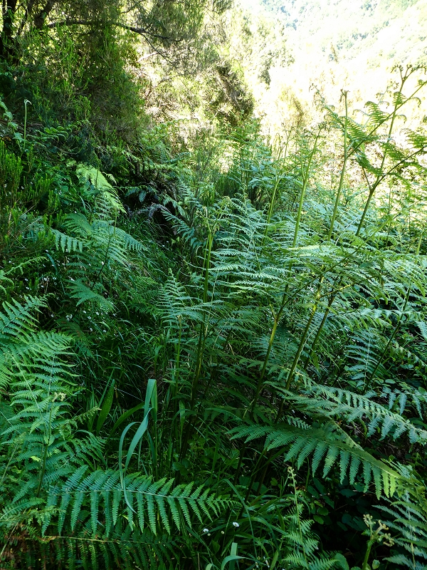 Levada dos Louros — Overgrown section — photo 2