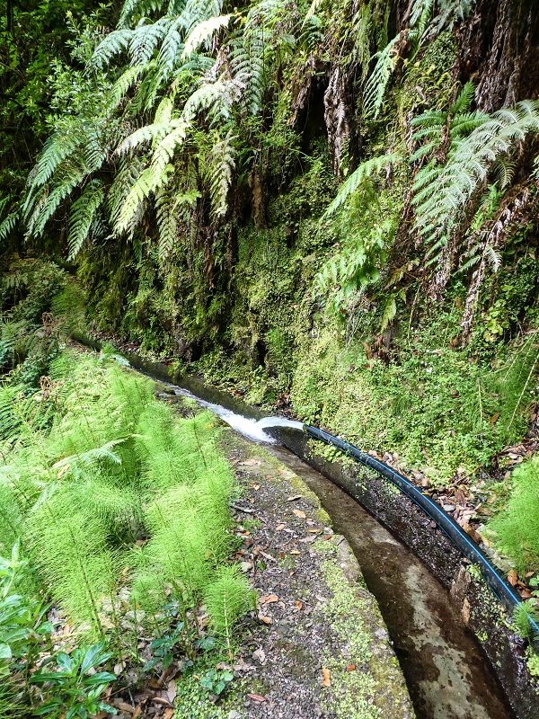 12 May 2019 Madeira forum walk and exploring the Levada dos Louros — On the Levada dos Tornos — photo 20